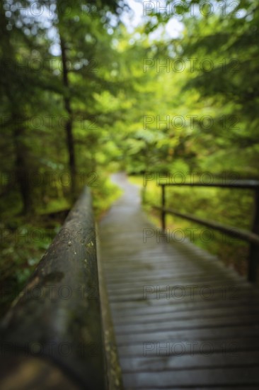 A blurred wooden path with handrail leads through a quiet forest full of green leaves, Lotharpfad,