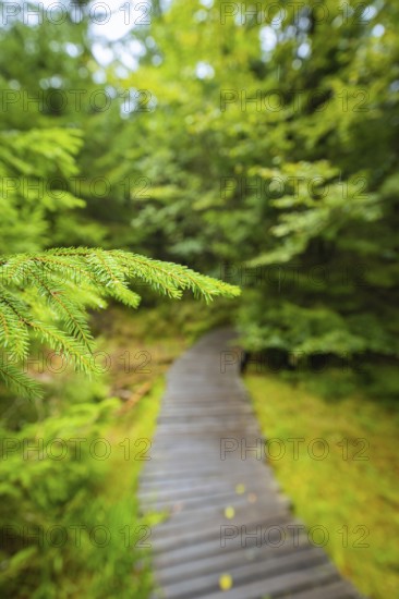 A close-up of pine needles with a blurred forest path in the background, Lotharpfad, Black Forest,