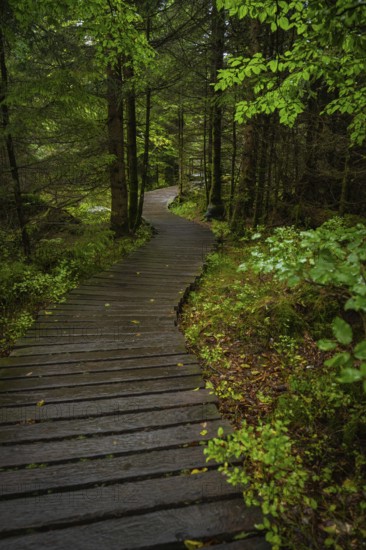 A wooden path leads through a dense, green forest, lined with earth and leaves, Lotharpfad, Black