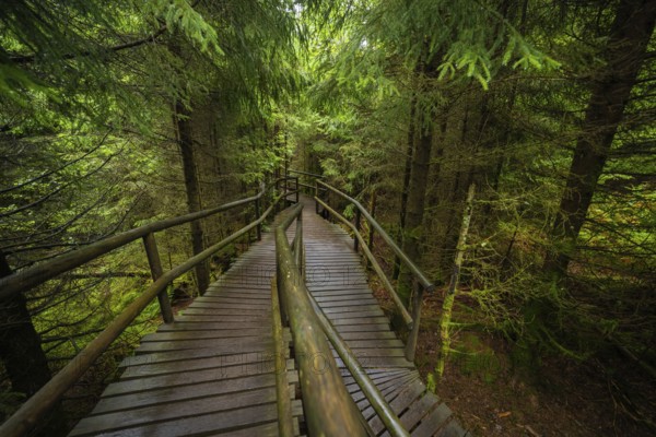 A winding footbridge with wooden railings winds its way through a mysterious forest, Lotharpfad,