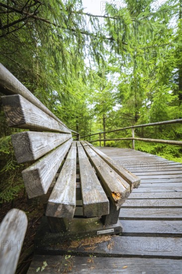 A wooden bench stands on a footbridge in the middle of a dense, green fir forest, Lotharpfad, Black