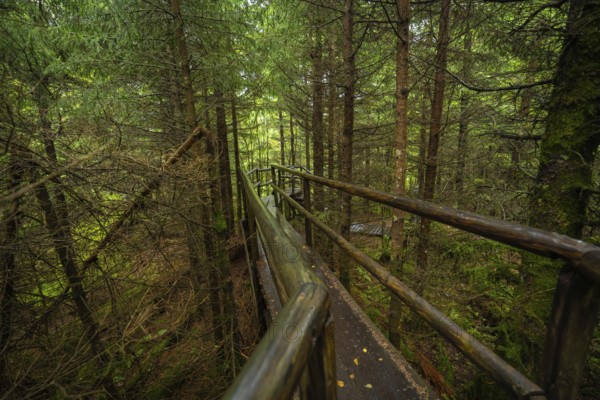 A narrow wooden path with railings leads through the dense forest, Lotharpfad, Black Forest,