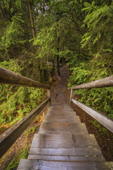 Wooden staircase leads down into a dense, green forest full of vegetation, Lotharpfad, Black