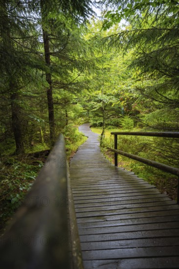 A winding wooden walkway leads quietly through a dense, green fir forest, Lotharpfad, Black Forest,
