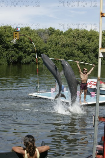 Dolphin, Bottlenose dolphin (Tursiops truncatus), 2 animals performing tricks, Cuba, Caribbean,