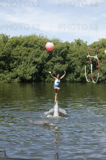Dolphin, Bottlenose dolphin (Tursiops truncatus), performing tricks, Cuba, Caribbean, Central