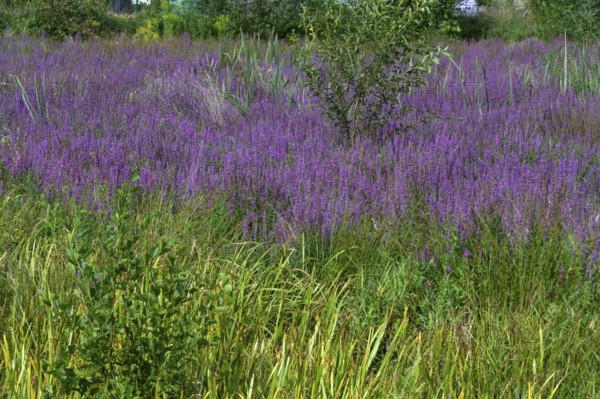 Purple loosestrife (Lythrum salicaria) in a dry carp pond, Eckental, Middle Franconia, Bavaria,