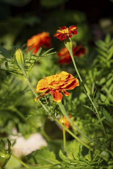 Bright orange-coloured flowers of Tagetes in a green garden under sunlight, Neunkirchen, Lower