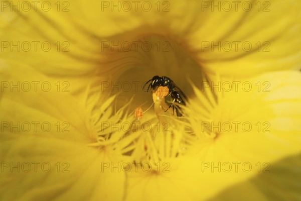 Close-up of a wild bee (Apidae) in a yellow flower of the nasturtium (Tropaeolum), Neunkirchen,