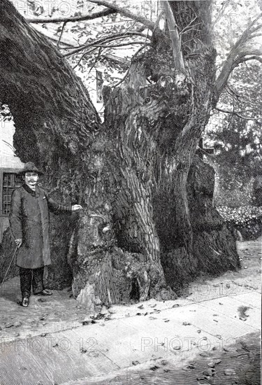 The Kaditz lime tree in 1890, a natural monument in the churchyard of the Emmaus Church in Kaditz,