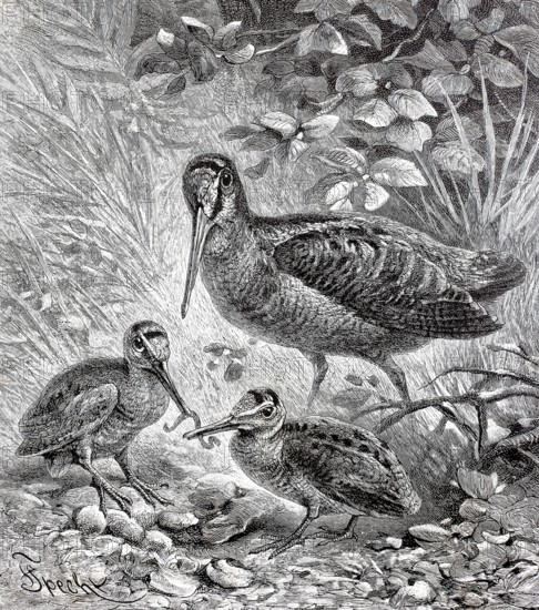 Woodcock, Scolopax rusticola, with young birds, Historical, authentic, digitally restored