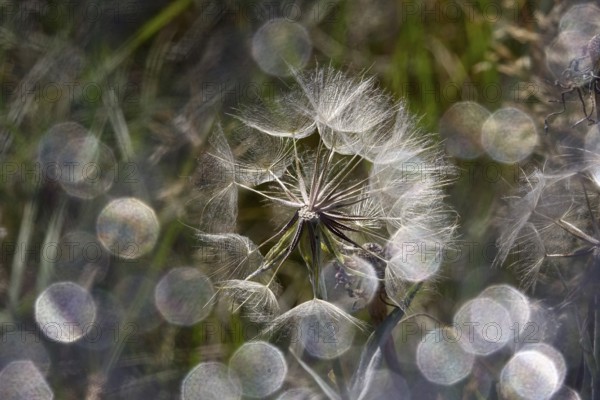 Meadow hickory (tragopogon orientalis) with beautiful bokeh in a meadow, summer, macro photography,