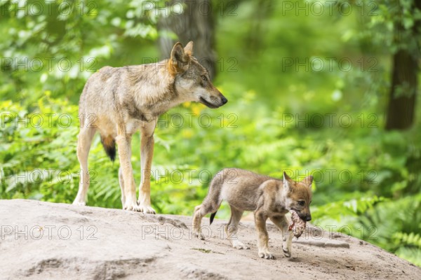 Eurasian wolf (Canis lupus lupus) mother playing with her cub (youngster) on a little sand hill in