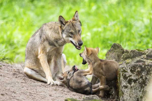 Eurasian wolf (Canis lupus lupus) morther playing with her cubs (youngster) on a little sand hill