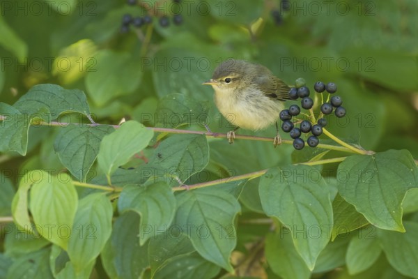 A chiffchaff (Phylloscopus collybita), young bird, sitting on a branch with berries, Common Dogwood