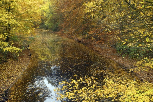 A pond surrounded by autumn leaves in shades of yellow and orange with reflections in the water,
