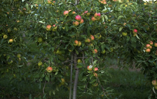 Apple variety Golden Delicious, apple orchard, fruit orchard, fruit growing, agriculture,