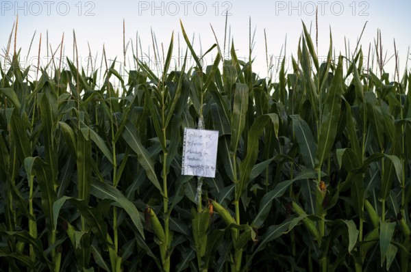 Note, hint, iPhone XR found, collection from lost property office, cornfield, agriculture, farming,