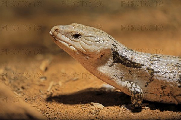 Blue-tongued skink (Tiliqua scincoides), adult, on the ground, foraging, alert, portrait,