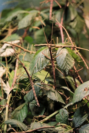 Annam stick insect (Medauroidea extradentata), Vietnamese stick insect, ghost insect, adult, two,