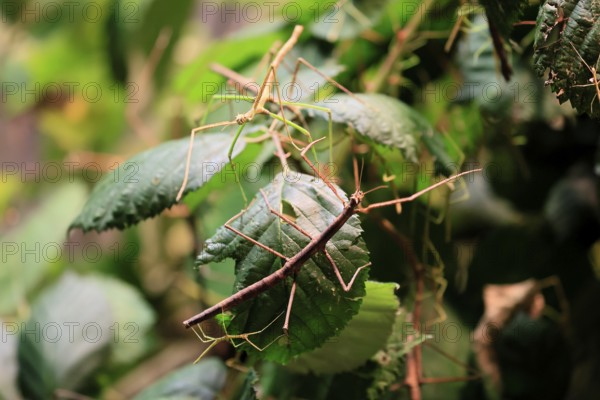 Annam stick insect (Medauroidea extradentata), Vietnamese stick insect, ghost insect, adult, two,