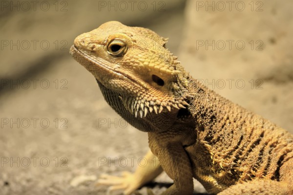 Bearded dragon (Pogona), adult, foraging, on the ground, portrait, Australia