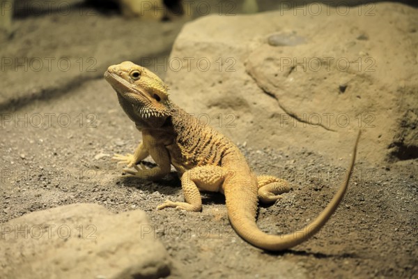 Bearded dragon (Pogona), adult, foraging, on the ground, Australia