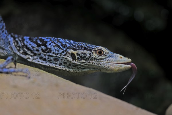 Blue-spotted tree monitor (Varanus macraei), MacRae's monitor, adult, portrait, feeding, Southeast