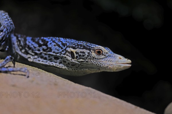 Blue-spotted tree monitor (Varanus macraei), MacRae's monitor, adult, portrait, alert, Southeast
