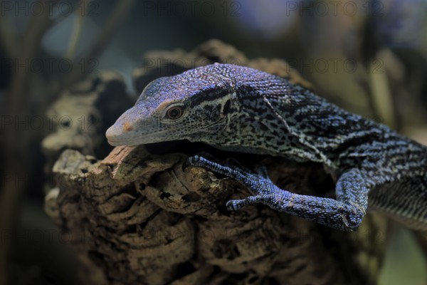 Blue-spotted tree monitor (Varanus macraei), MacRae's monitor, adult, portrait, resting, Southeast
