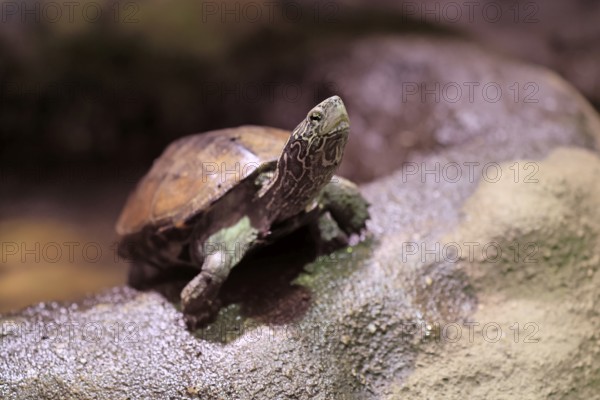 Chinese three-legged turtle (Mauremys reevesii), adult, on rocks, foraging, vigilant, stream