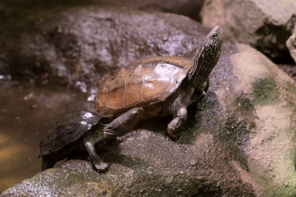 Chinese three-legged turtle (Mauremys reevesii), adult, juvenile, on rocks, foraging, vigilant,