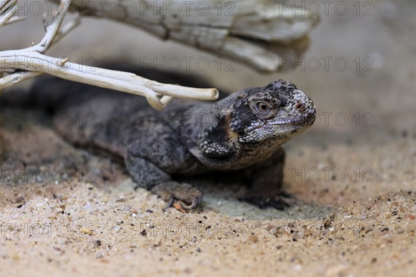 Chuckwalla (Common Chuckwalla ater ater), adult, on the ground, foraging, Southwest USA, North