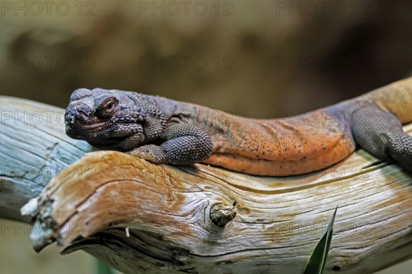 Chuckwalla (Common Chuckwalla ater), adult, on tree trunk, foraging, Southwest USA, North America,