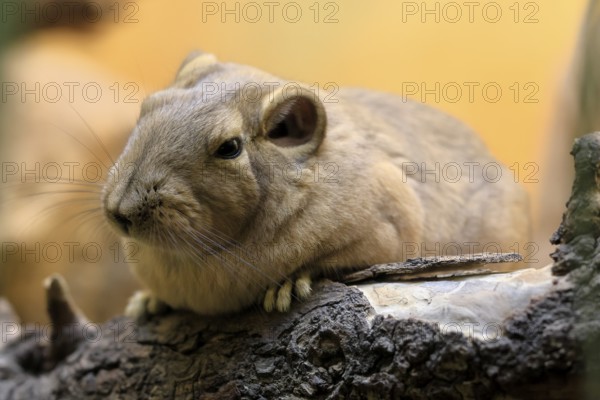 Common gundi (Ctenodactylus gundi), adult, on tree trunk, portrait, alert, North Africa