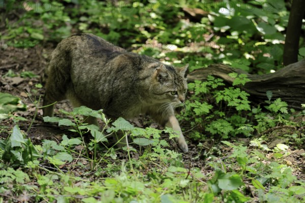 European wildcat (Felis silvestris), adult, stalking, in the forest, foraging, alert, Hesse,