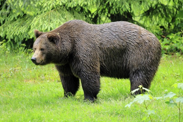 European brown bear (Ursus arctos arctos), adult, female, alert, meadow, in summer, Bavarian Forest