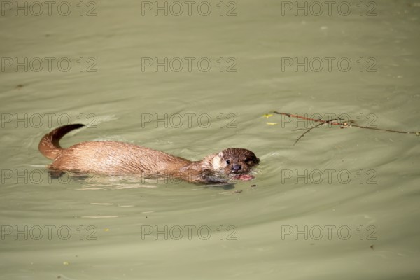 Otter (Lutra lutra), adult, in water, feeding, Bavarian Forest National Park, Germany, Europe,