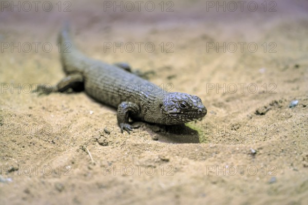 Rock skink (Egernia cunninghami), Cunningham's spined skink, adult, sandy soil, foraging,