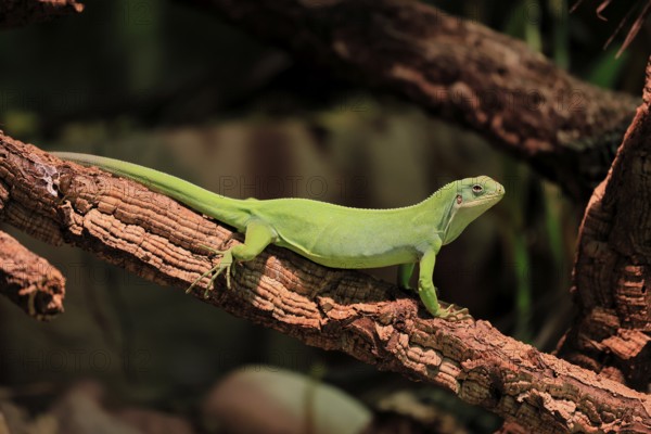 Banded Fiji Iguana (Brachylophus fasciatus), adult, on tree, alert, Tonga, Fiji, Oceania, captive