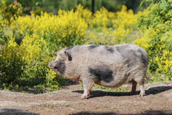 A Kunekune pig (sus scrofa domesticus), a domestic breed from New Zealand stands a yellow flowering