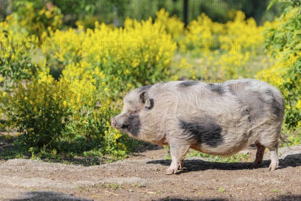 A Kunekune pig (sus scrofa domesticus), a domestic breed from New Zealand stands a yellow flowering