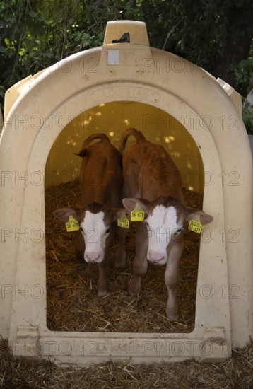 Two calves with ear tag, twins, in box, animal husbandry, Seeg, Ostallgäu, Allgäu, Swabia, Bavaria,