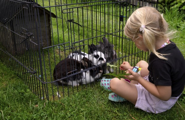 Girl, 4 years, blonde, feeds three rabbits with dandelion, rabbit hutch, animal love, Seeg,