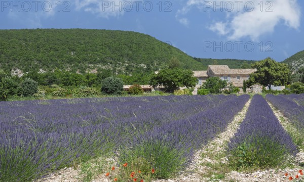 Wide lavender field in Provence with a stone house in the background surrounded by green hills