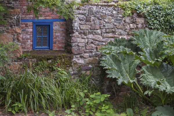 Stone wall with blue window surrounded by lush plant growth and large leaves in a rustic setting,