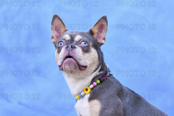 Cute Lilac Orange Tan Maskless French Bulldog dog wearing EM ceramics anti-thick necklace in front