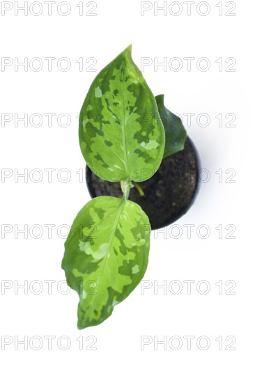Aglaonema pictum tricolor top view. Tropical houseplant with camouflage patterned leaves in dark