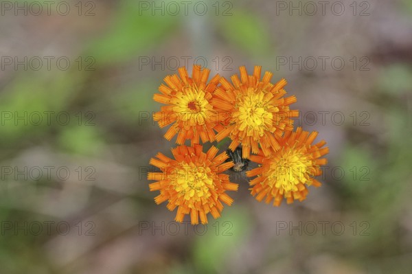 Orange hawkweed, orange-red hawkweed (Hieracium aurantiacum), flower on a rough meadow, close-up,