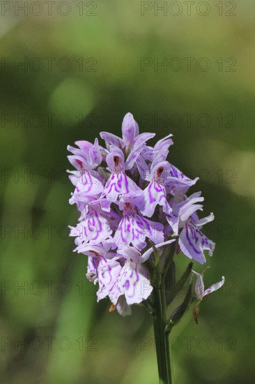 Moorland spotted orchid (Dactylorhiza maculata), inflorescence, close-up, Wilnsdorf, North